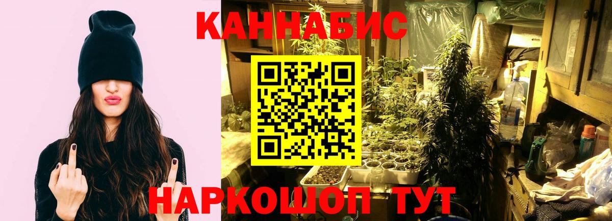 Конопля конопля Истра
